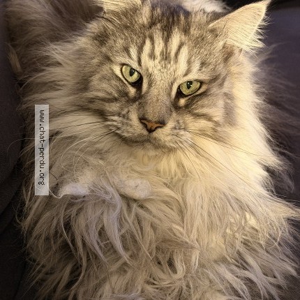 Photo de chat perdu à Maisons Alfort