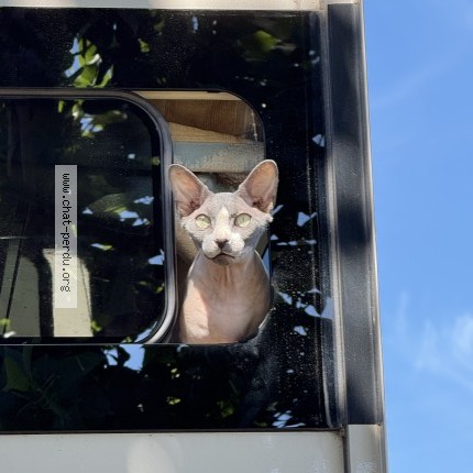 Photo 1/1 smaego Chat perdu à Cannes