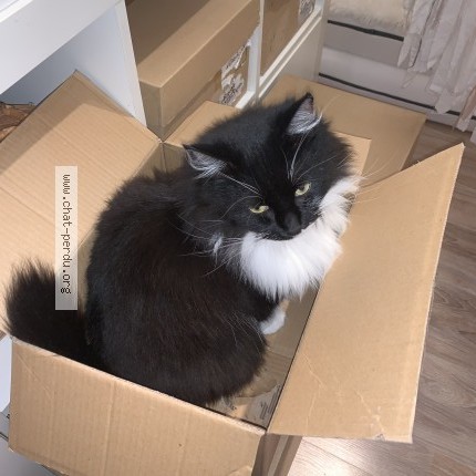 Photo de chat perdu à Jambville