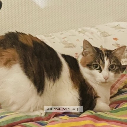 Photo de chat perdu à Toulouse