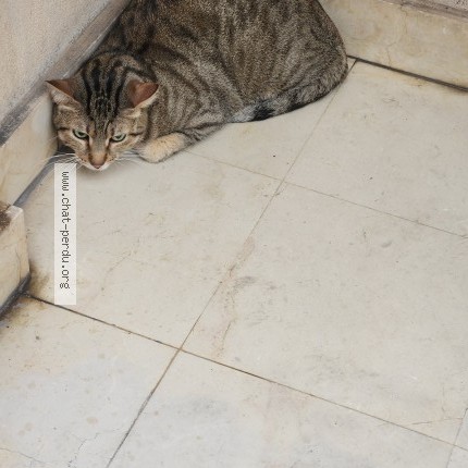 Photo de chat trouvé à Paris