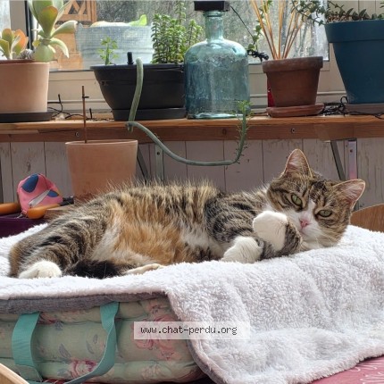 Photo 1/1 Chat retrouvé Perdu à Juvisy Sur Orge