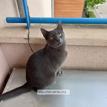 Photo 1/1 Chat retrouvé Perdu à Rodange Petange