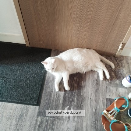 Photo de chat trouvé à Troyes