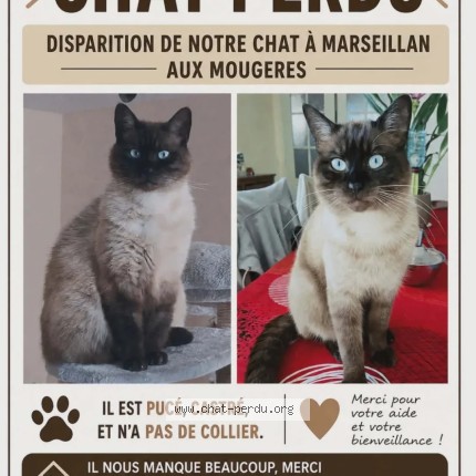Photo 1/5 Happy Chat perdu à Marseillan
