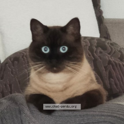 Photo 4/5 Happy Chat perdu à Marseillan