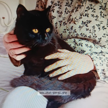 Photo 1/1 Chat retrouvé Perdu à La Chaussee Saint Victor