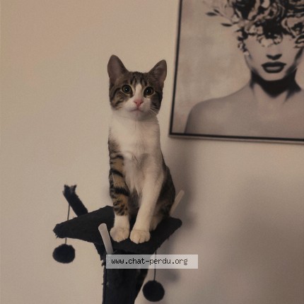 Photo de chat perdu à Coise Saint Jean Pied Gauthier