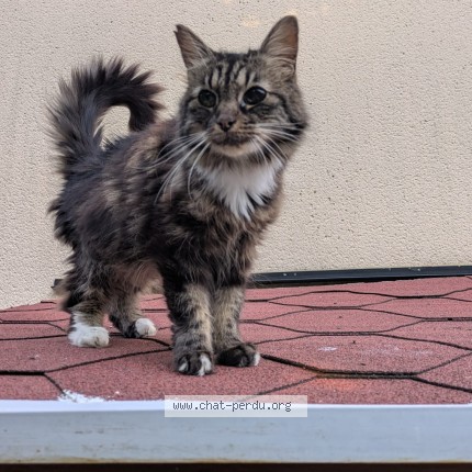 Photo 1/1 Chat retrouvé Perdu à Roissy En Brie