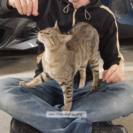 Photo 1/1 Chat trouvé Trouvé à Montreuil