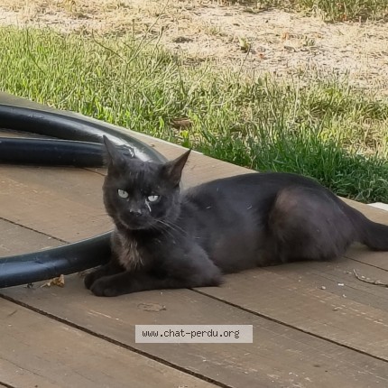 Photo 1/1 Chat trouvé Trouvé à Reignac
