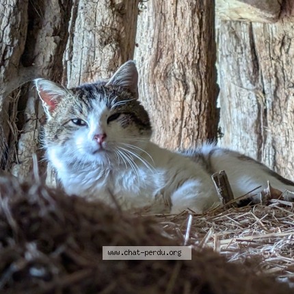 Photo de chat trouvé à Lescheroux