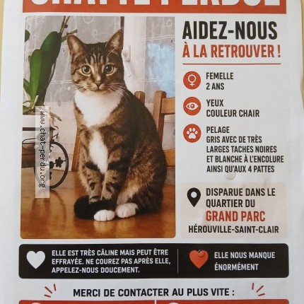 Photo 1/1 lola Chat perdu à Herouville Saint Clair