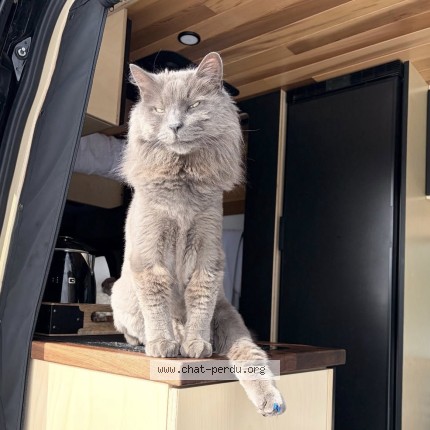 Photo de chat perdu à Beaupre