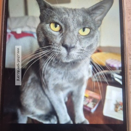 Photo de chat perdu à Paris