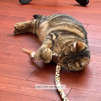 Photo de chat perdu à Orvilliers