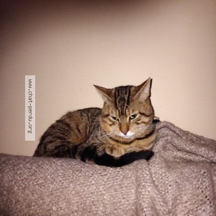 Photo de chat trouvé à Noisy Le Grand