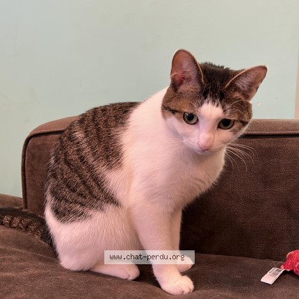 Photo de chat perdu à Montreal