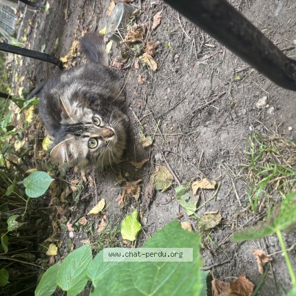 Photo 1/1 Chat trouvé Trouvé à Agen