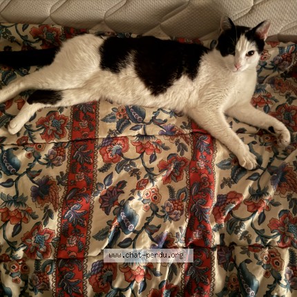 Photo de chat perdu à Portes Les Valence