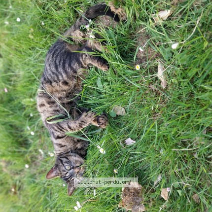 Photo 1/1 Marley Chat perdu à Saint Jean De La Motte