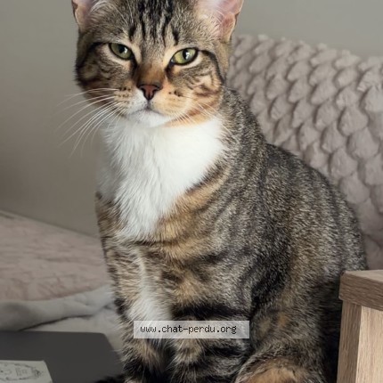 Photo de chat perdu à Sartrouville