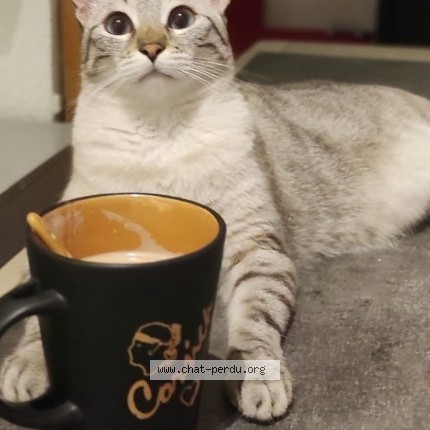 Photo de chat perdu à Cruzy