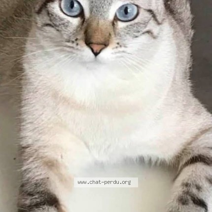 Photo 5/5 yuki Chat perdu à Cruzy