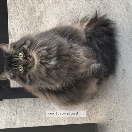 Photo de chat perdu à Lasalle