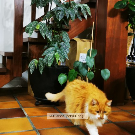 Photo de chat perdu à Villeneuve Tolosane