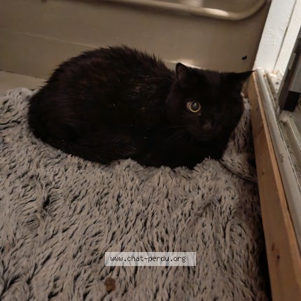 Photo de chat trouvé à Le Grand Quevilly