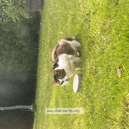 Photo 1/1 Chat trouvé Trouvé à Saint Nazaire