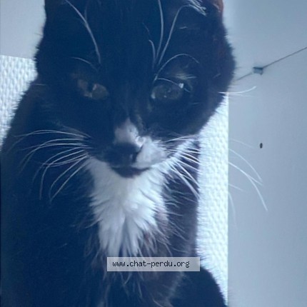 Photo de chat perdu à Charmes Sur Rhone