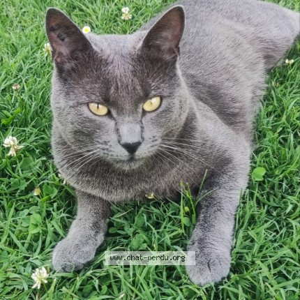 Photo 1/1 Chat retrouvé Perdu à Herouville En Vexin