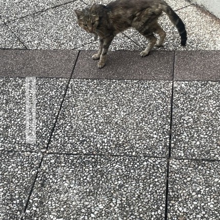 Photo 1/1 Chat trouvé Trouvé à Joinville Le Pont