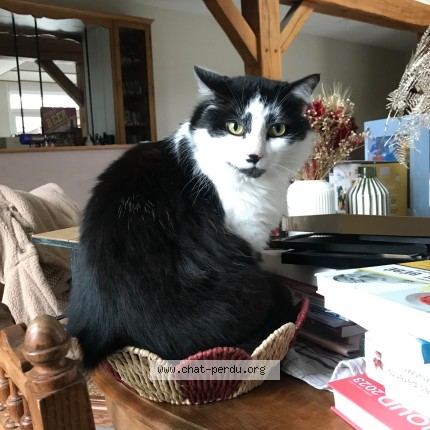 Photo de chat perdu à Cagnicourt