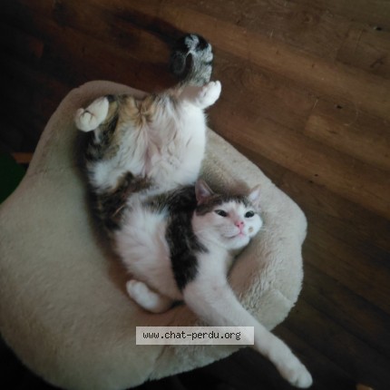 Photo 1/1 miaou Chat perdu à Nantes