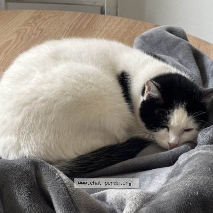 Photo 1/1 Chat retrouvé Perdu à Grenoble