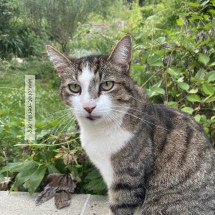 Photo de chat perdu à Metz