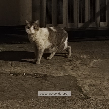 Photo 1/1 Chat trouvé Trouvé à Orleans