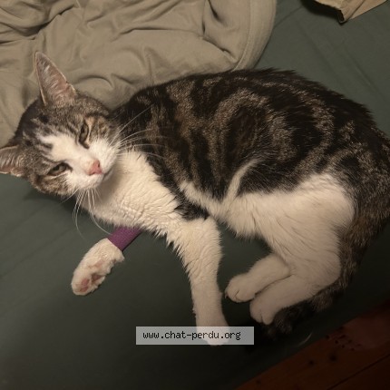 Photo de chat perdu à Tocqueville