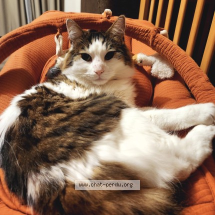 Photo 1/1 Chat retrouvé Perdu à Genappe