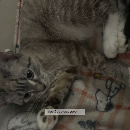 Photo de chat perdu à Minneapolis