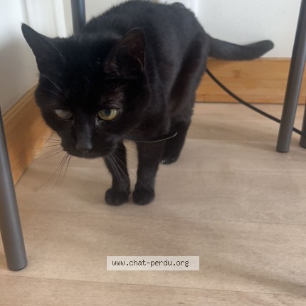 Photo 1/2 Nougatine Chat perdu à Montreal