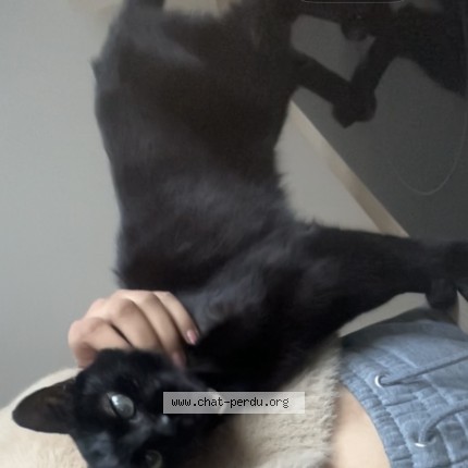 Photo 2/2 Nougatine Chat perdu à Montreal