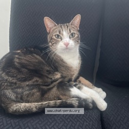 Photo de chat trouvé à Lyon
