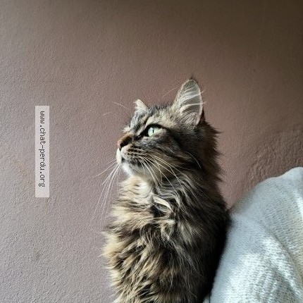 Photo de chat perdu à Chavagnes En Paillers