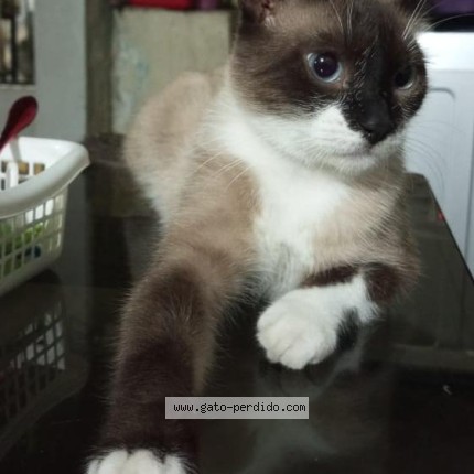Photo de chat perdu à Valencia