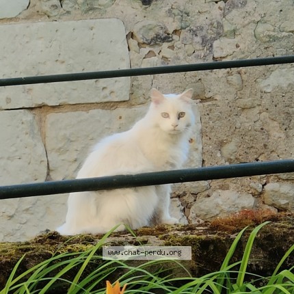 Photo de chat perdu à Saint Julien De Chedon