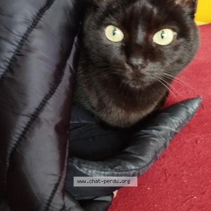 Photo de chat perdu à Saint Pierre Du Perray